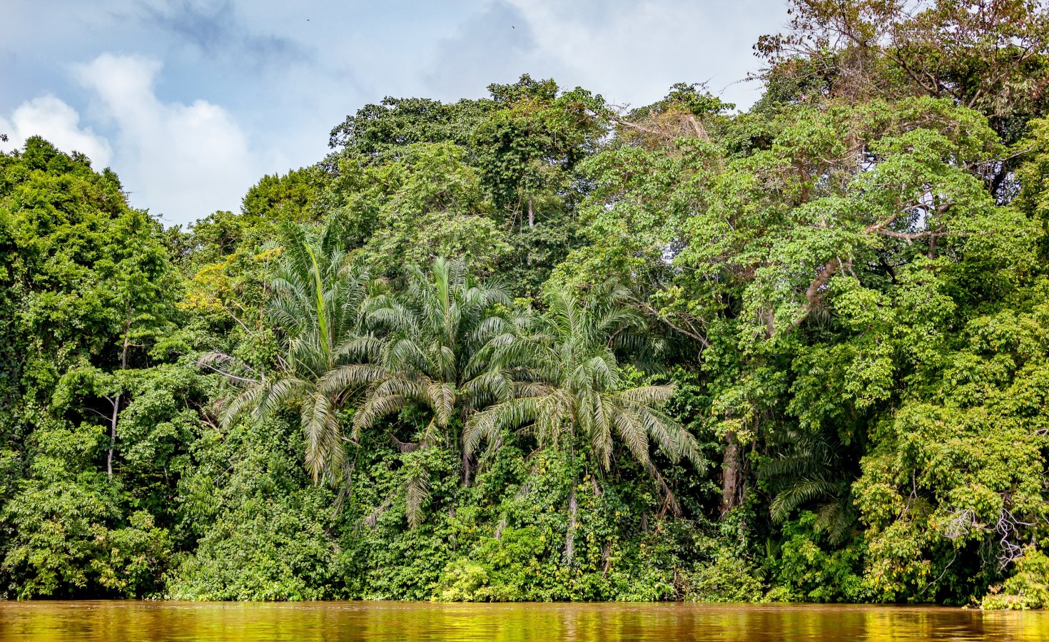 Image of Central African forest for Natural capital accounting-talking international development